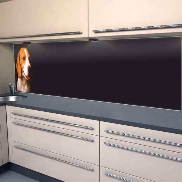 Küchenrückwand Hund auf dunklem Hintergrund