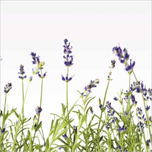 Deine neue Küchenrückwand Lavendel